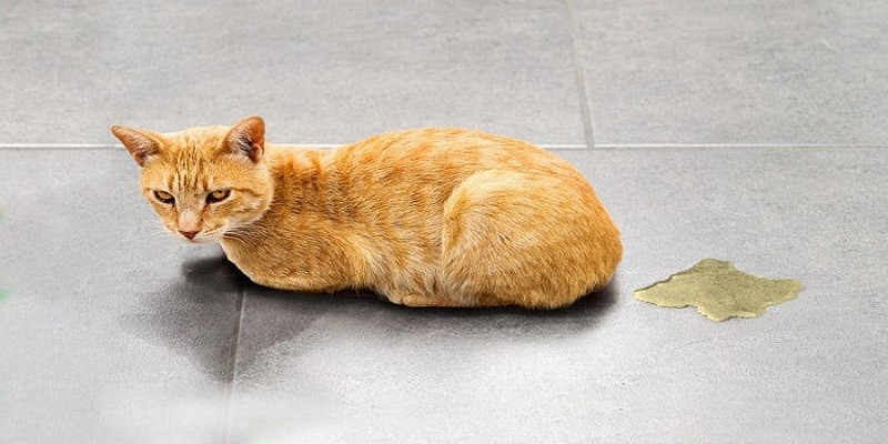 Why Do Cats Poop On The Floor
