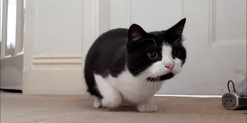 Why Do Cats Wiggle Before Pouncing
