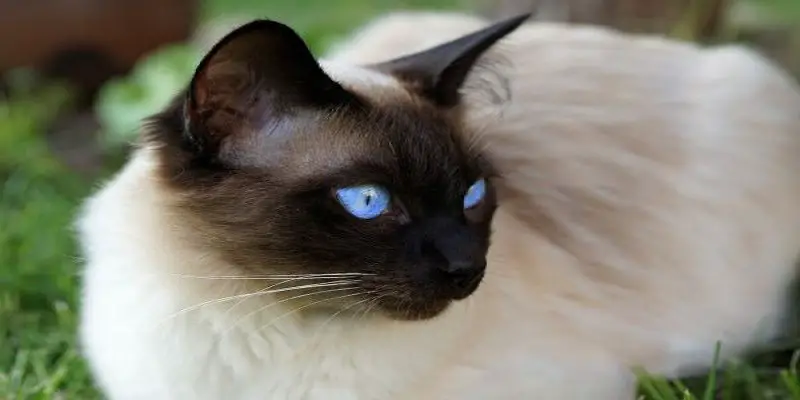 Why Do Siamese Cats Have Blue Eyes
