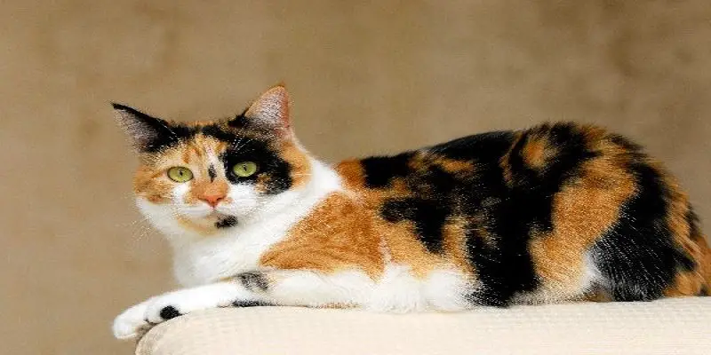 Can Calico Cats Get Pregnant