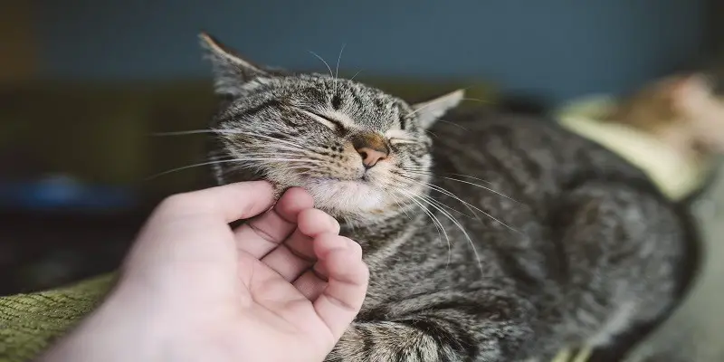 Can Cats Control Their Purr