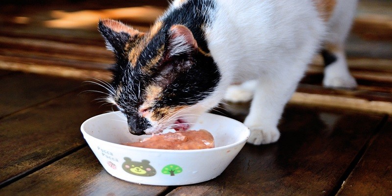 Can Cats Eat Olive Oil Tuna
