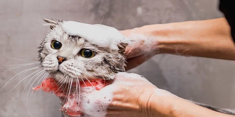 Can I Use Human Shampoo On My Cat