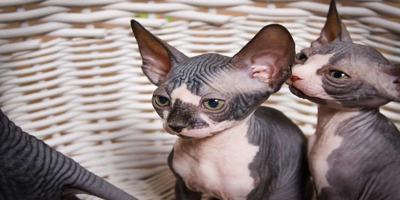 Do Hairless Cats Have Whiskers