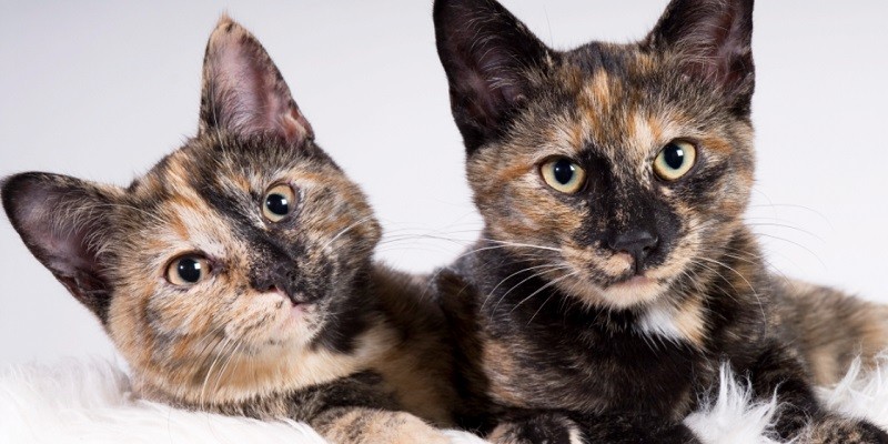 Do Tortoiseshell Cats Get Along With Other Cats?