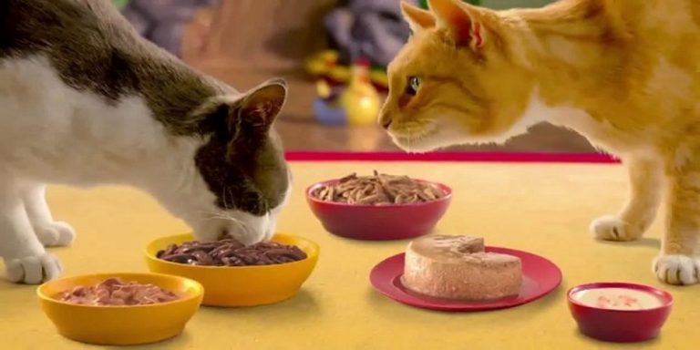 is-friskies-good-for-cats-and-kittens-comprehensive-analysis