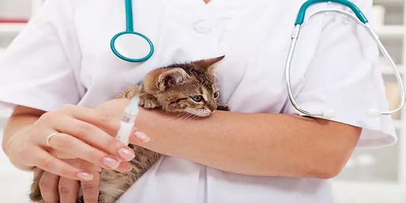 How Long Are Cats Sore After Shots
