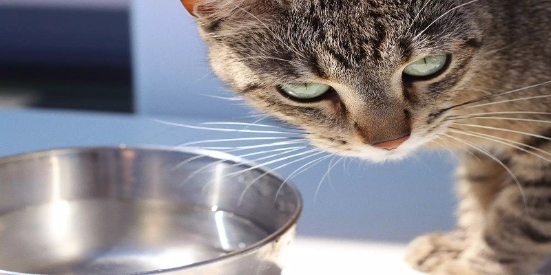 How Long Can A Sick Cat Go Without Eating Or Drinking