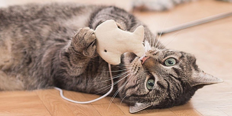 Toys Your Tabby Cat Will Actually Play With