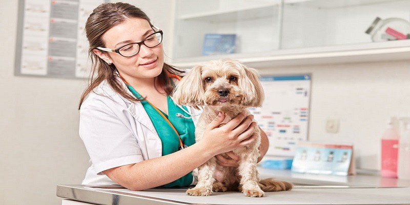 Veterinarian Assistant Career Suitable For You