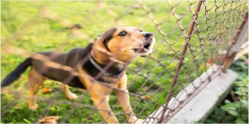 What is a Dog Fence And Top Reasons to Get One