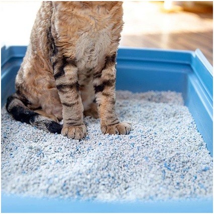 Cat Litter Benefits