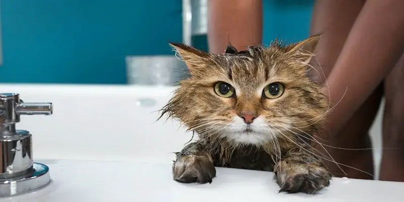 Do Tabby Cats Really Need Baths