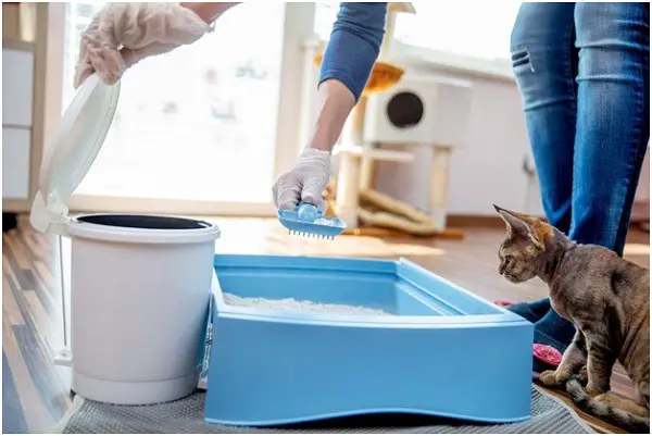 How to Prevent Litter Boxes from Causing Issues