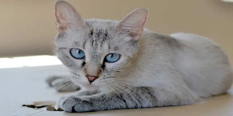 What Is A Lynx Point Siamese Cat