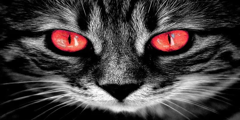 Why Do Cats Eyes Turn Red