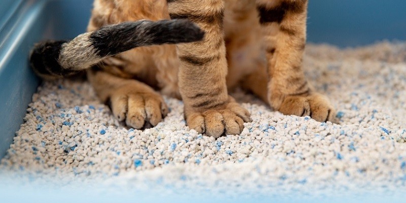 Why Using Natural Cat Litter Is Beneficial
