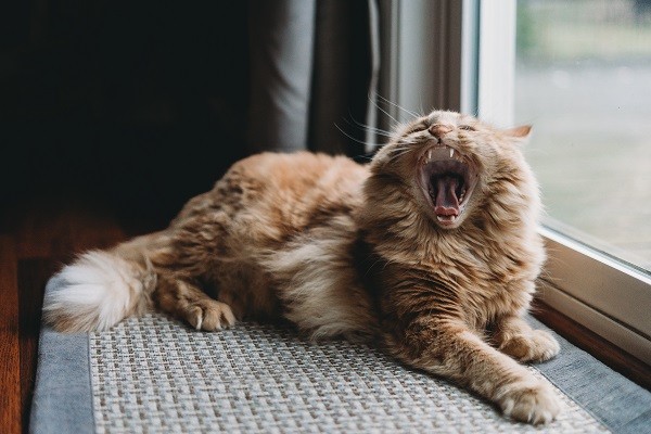 How to Choose the Best Oil for Your Cat’s Aggression