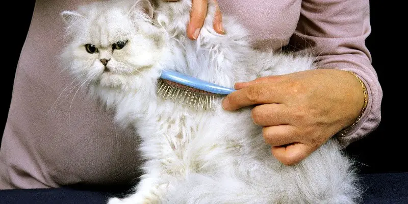 Best Brush For Persian Cat