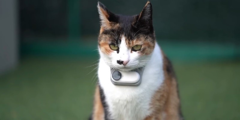 Best Cat Collar Camera
