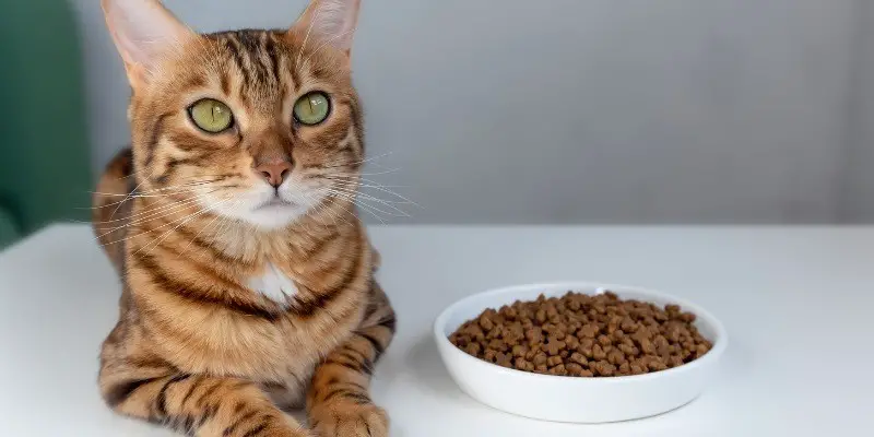 Best Cat Food For Bengals