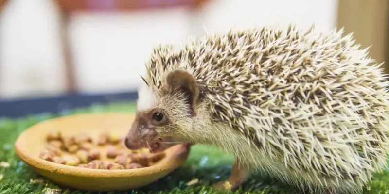 Best Cat Food For Hedgehogs