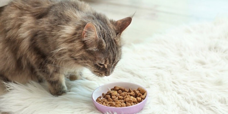 Best Cat Food For Maine Coon Cats