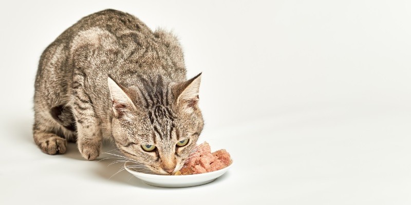 Best Cat Food For Outdoor Cats