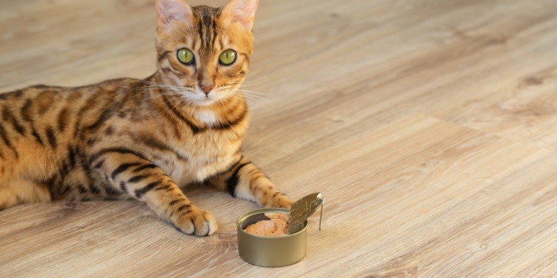 Best Cat Food For Siberian Cats