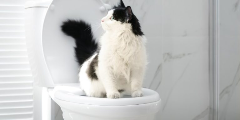 The 10 Best Cat Toilet Training Kit Of 2024