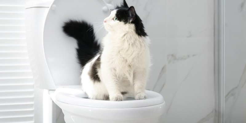Best Cat Toilet Training Kit