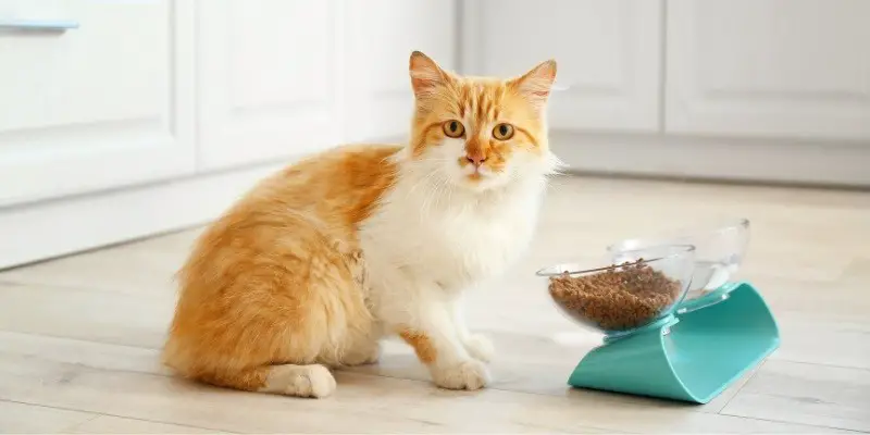 Best Food For Cats With Asthma