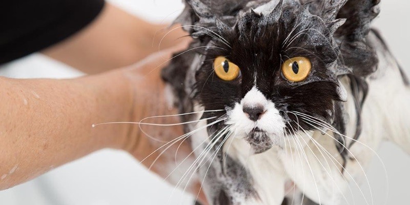 Best Shampoo For Persian Cats
