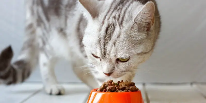 Best Cat Food For Pancreatitis