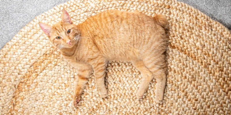 Best Rugs For Cats