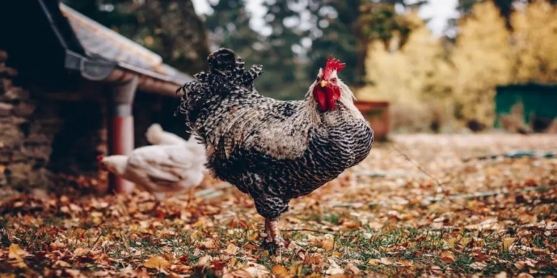 Poultry Health and Disease Prevention - Tips for a Happy Flock