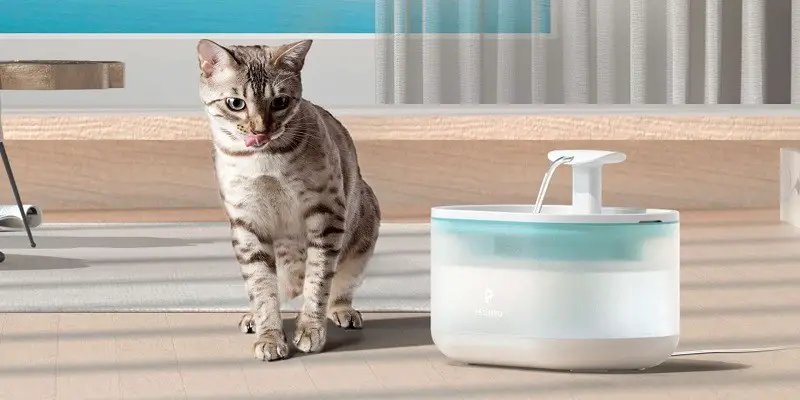 Convenience and Cuteness combined Exploring battery-operated cat water fountains