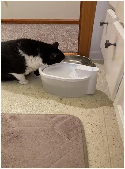 Exploring battery-operated cat water fountains
