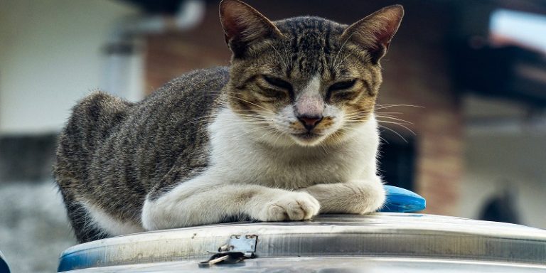 How to Train Your Kitten: Tips and Tricks for New Kitten Owners