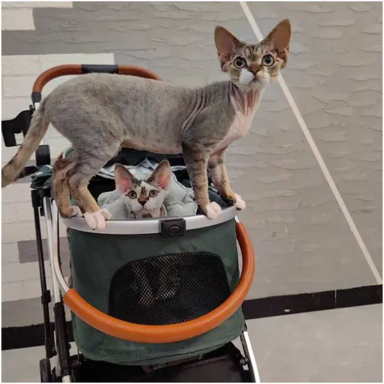 Why Choose a Cat Stroller for Your Feline Companion