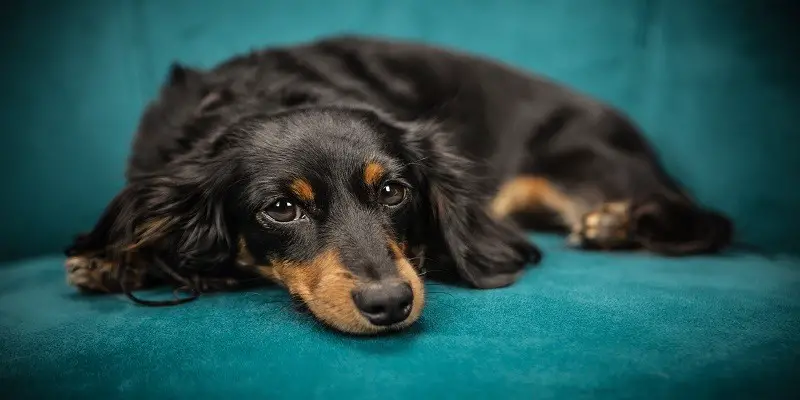Why Dachshunds are The Worst Breed