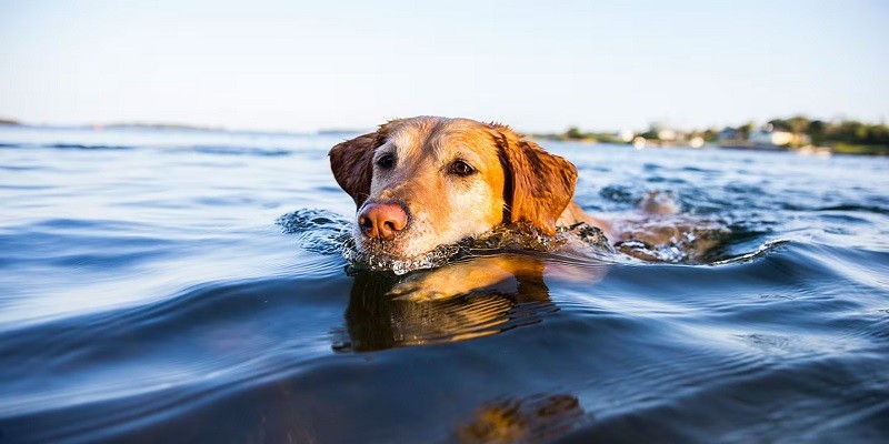 Can Dogs Swim In Cold Water