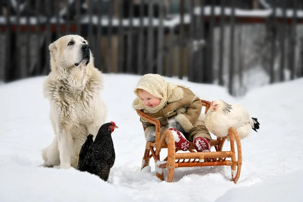 Dogs Protecting Poultry Techniques and Training for Optimal Flock Safety