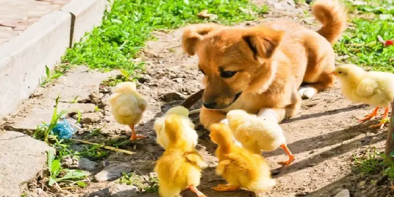 Dogs Protecting Poultry