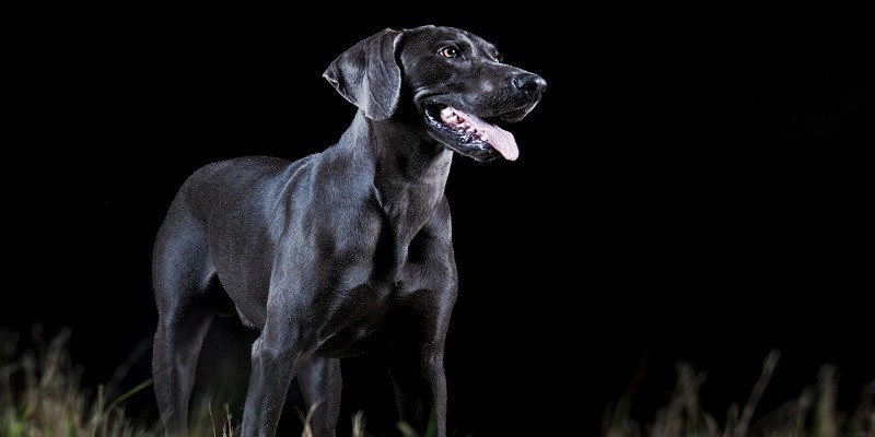 How Far Can A Dog See At Night?