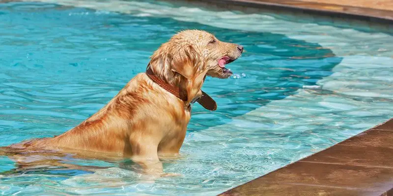 How Fast Can A Dog Drown
