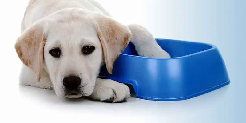 How Long Can A Dog Go Without Food?