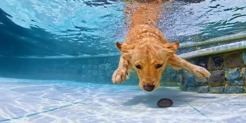 How Long Can A Dog Swim Underwater