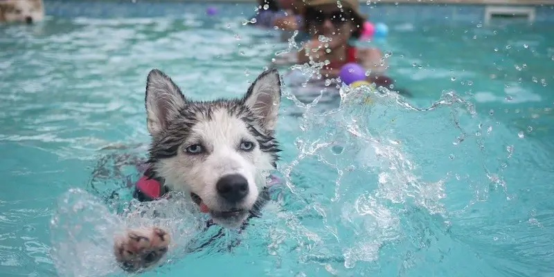 How Long Can A Dog Swim Without Drowning