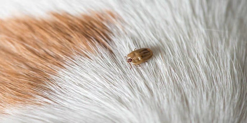 How Long Can Dog Ticks Live Without A Host